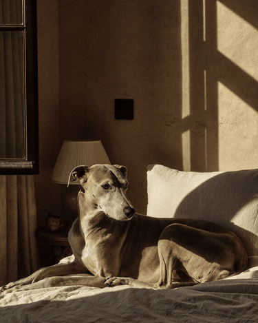 Bougie Poochie Morning Walk Candle - Stéle