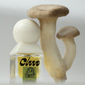 Clue Morel Map Eau de Parfum - Stéle