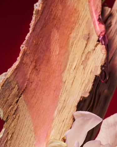 D'Orsay Holy Berry Extrait de Parfum - Stéle