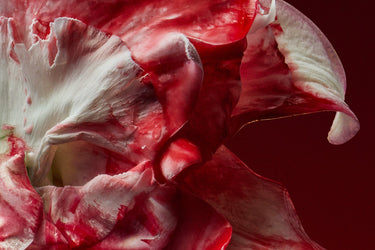 D'Orsay Holy Berry Extrait de Parfum - Stéle