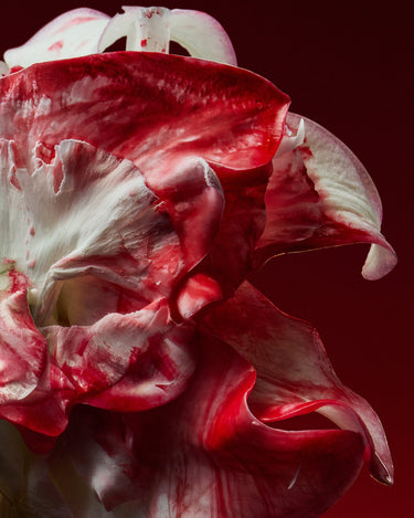 D'Orsay Holy Berry Extrait de Parfum - Stéle