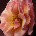 D'Orsay Rose Blaze Extrait de Parfum - Stéle