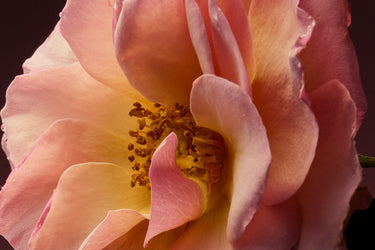D'Orsay Rose Blaze Extrait de Parfum - Stéle