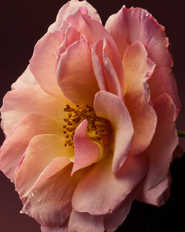 D'Orsay Rose Blaze Extrait de Parfum - Stéle