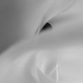 Fine Scents Éminence Eau de Parfum - Stéle