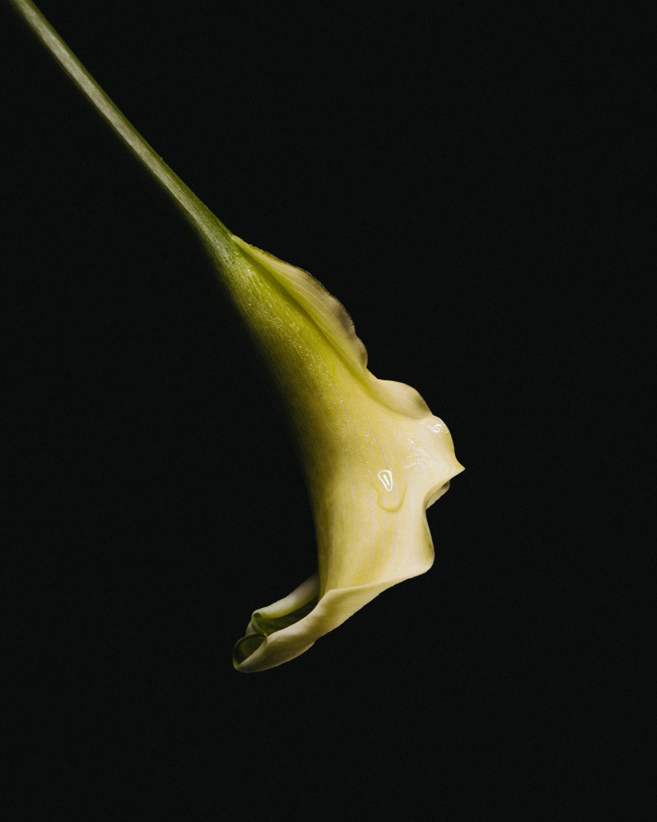 Fine Scents Joie de Sannes Eau de Parfum - Stéle