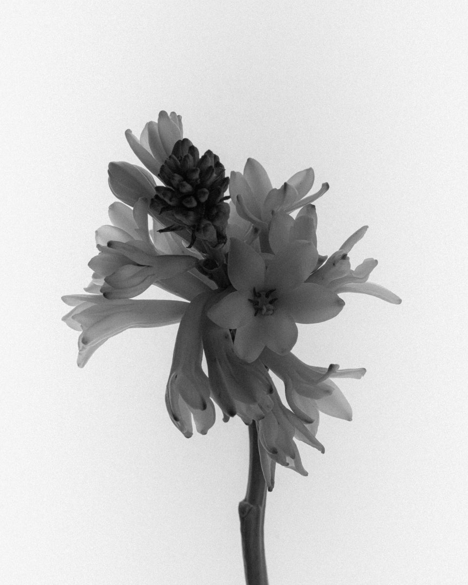 Fine Scents Fashionably Late Eau de Parfum - Stéle
