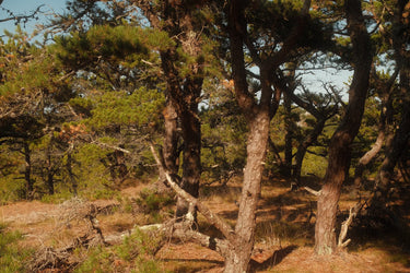 Atwood Beech Forest Eau De Parfum - Stéle