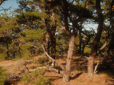 Atwood Beech Forest Eau De Parfum - Stéle