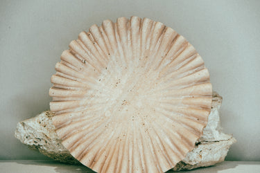 Stéle Oyster Catchall - Stéle