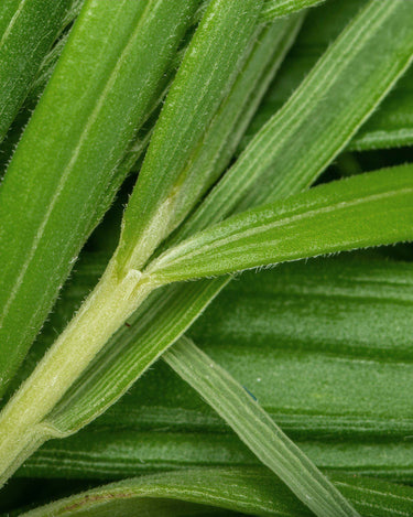 Vallense Sun Eau de Parfum - Stéle