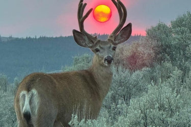 Rite of Way Rising Sun Eau de Parfum - Stéle