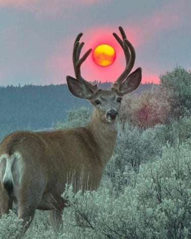 Rite of Way Rising Sun Eau de Parfum - Stéle