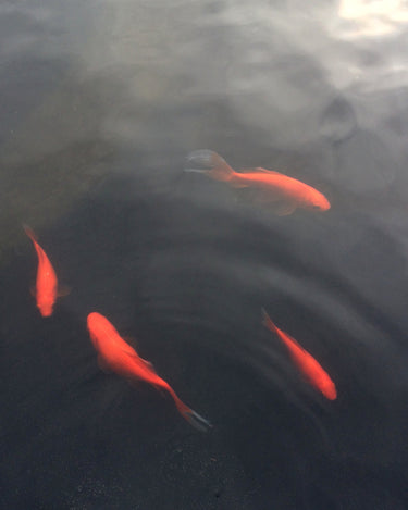 Clandestine Laboratories Belem Eau De Parfum - Stéle