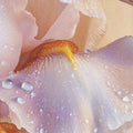 D'Orsay Rose Blaze Extrait de Parfum - Stéle