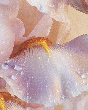D'Orsay Rose Blaze Extrait de Parfum - Stéle
