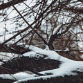 Senyokô Migration de l'Arbre Eau de Parfum - Stéle