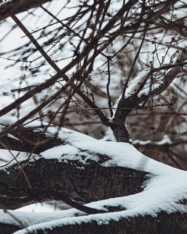 Senyokô Migration de l'Arbre Eau de Parfum - Stéle