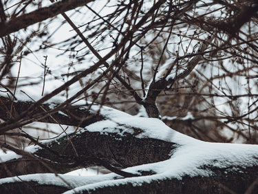 Senyokô Migration de l'Arbre Eau de Parfum - Stéle
