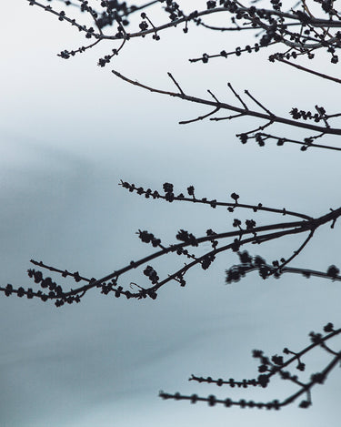 Senyokô Migration de l'Arbre Eau de Parfum - Stéle