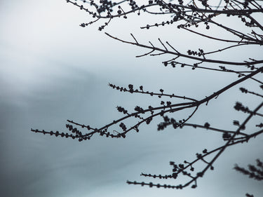 Senyokô Migration de l'Arbre Eau de Parfum - Stéle
