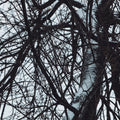 Senyokô Migration de l'Arbre Eau de Parfum - Stéle
