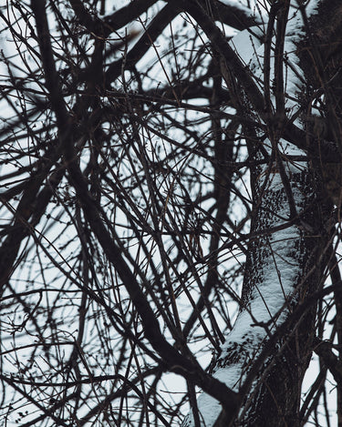 Senyokô Migration de l'Arbre Eau de Parfum - Stéle