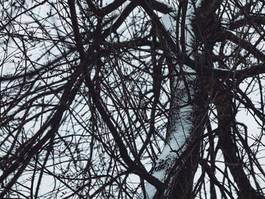Senyokô Migration de l'Arbre Eau de Parfum - Stéle