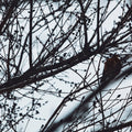 Senyokô Migration de l'Arbre Eau de Parfum - Stéle