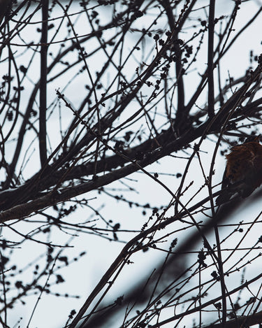 Senyokô Migration de l'Arbre Eau de Parfum - Stéle