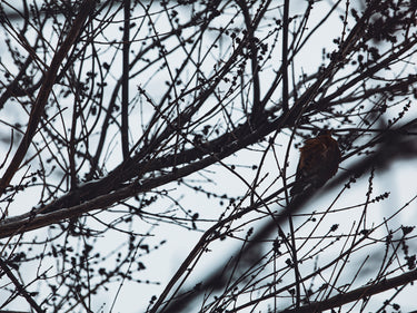 Senyokô Migration de l'Arbre Eau de Parfum - Stéle