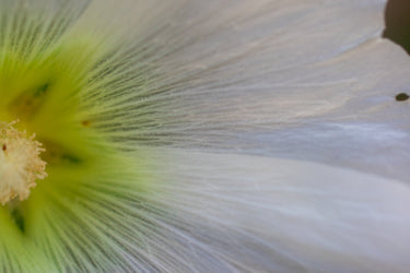 Brume Orpin Cade Eau de Parfum - Stéle