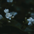 Senyokô Duo des Fleurs Eau de Parfum - Stéle