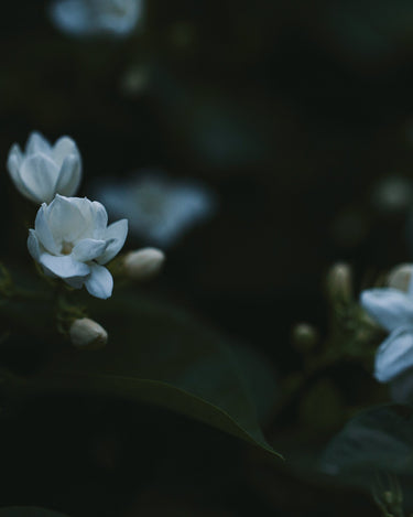 Senyokô Duo des Fleurs Eau de Parfum - Stéle