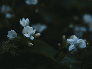 Senyokô Duo des Fleurs Eau de Parfum - Stéle