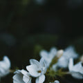 Senyokô Duo des Fleurs Eau de Parfum - Stéle