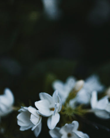 Senyokô Duo des Fleurs Eau de Parfum - Stéle