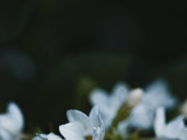 Senyokô Duo des Fleurs Eau de Parfum - Stéle