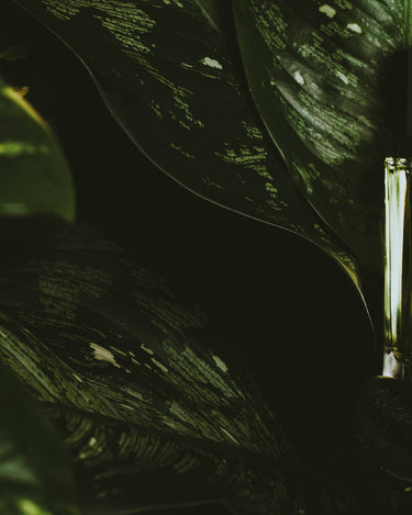 Senyokô Migration de l'Arbre Eau de Parfum - Stéle