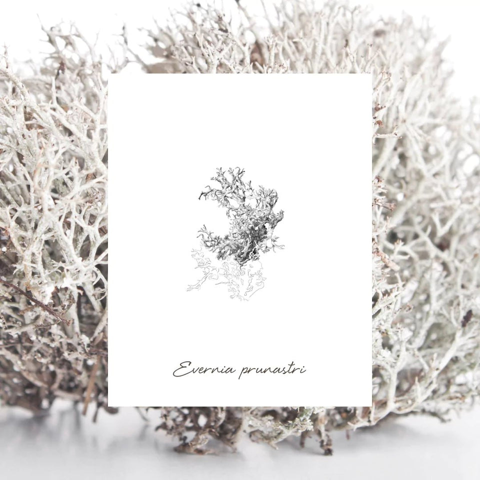 EPC Cardamom Moss Eau de Parfum - Stéle