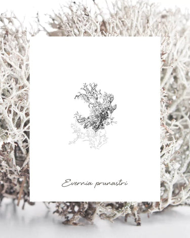 EPC Cardamom Moss Eau de Parfum - Stéle