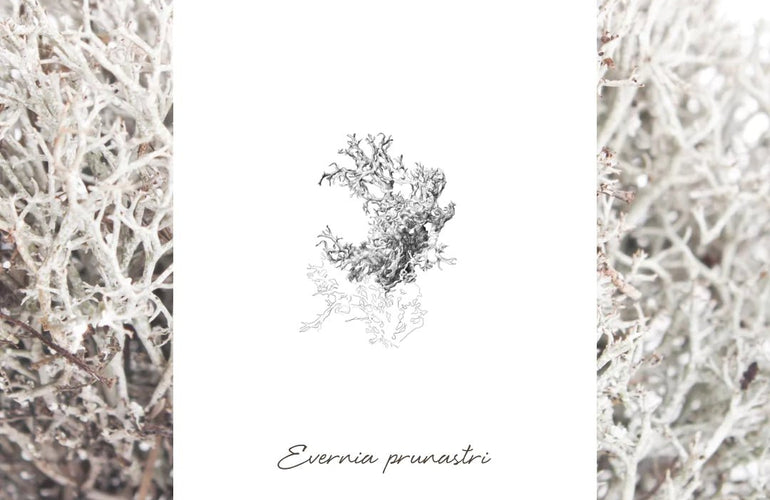 EPC Cardamom Moss Eau de Parfum - Stéle