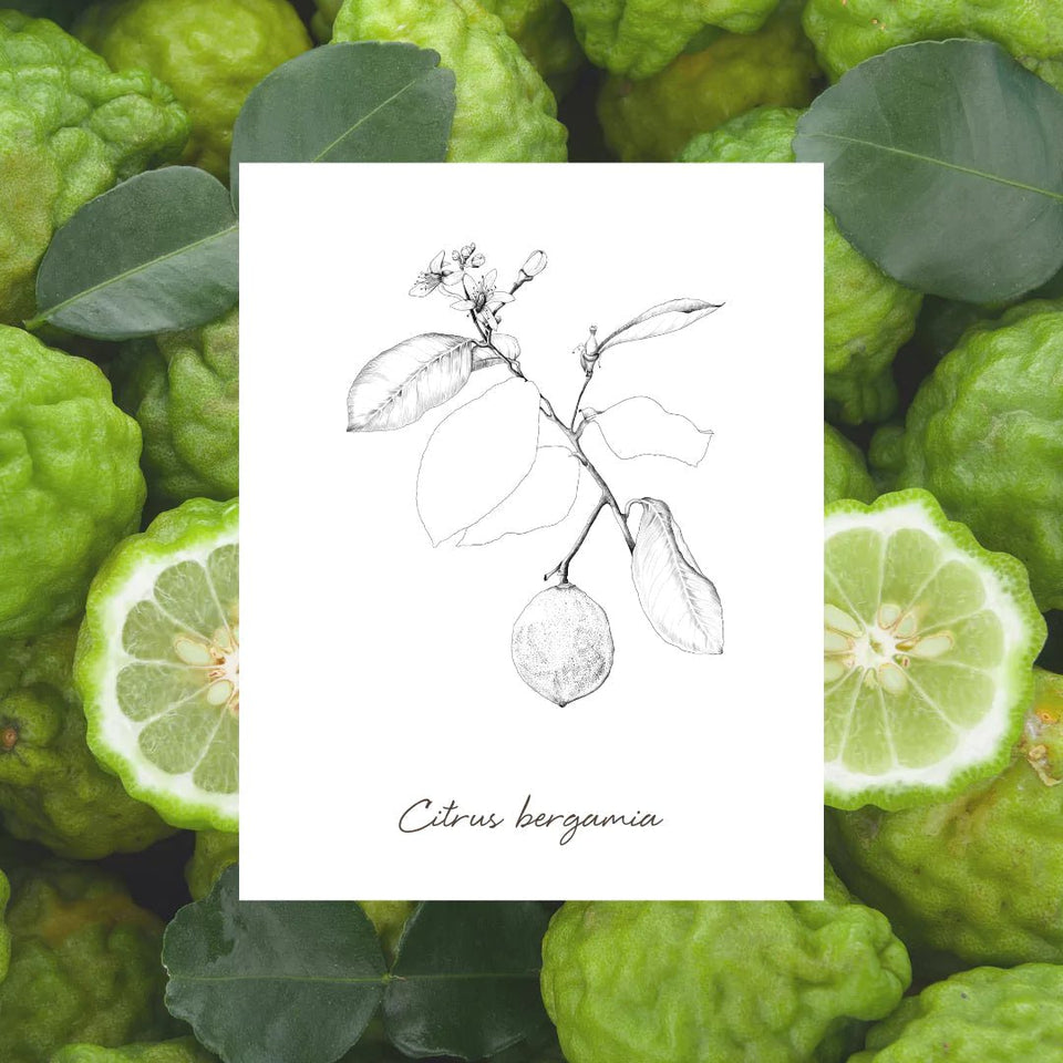 EPC Bergamot Incense Eau de Parfum - Stéle