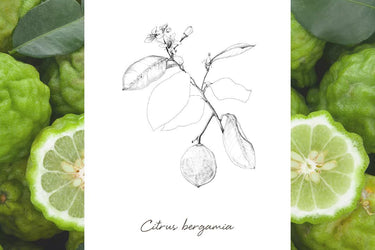 EPC Bergamot Incense Eau de Parfum - Stéle