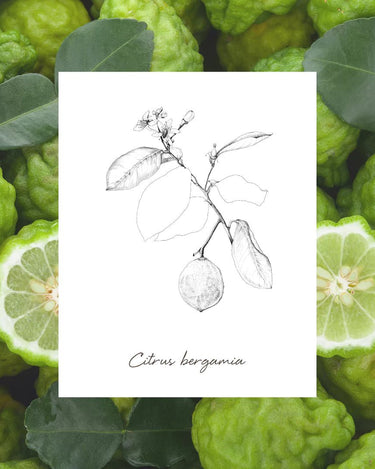 EPC Bergamot Incense Eau de Parfum - Stéle