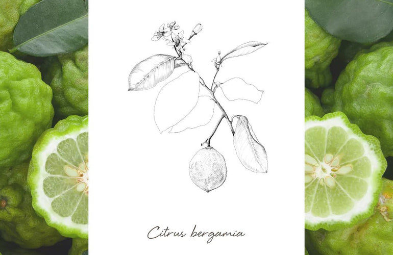 EPC Bergamot Incense Eau de Parfum - Stéle