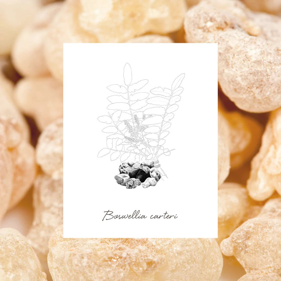 EPC Bergamot Incense Eau de Parfum - Stéle