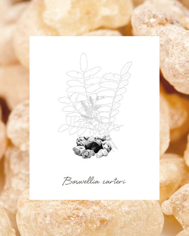 EPC Bergamot Incense Eau de Parfum - Stéle
