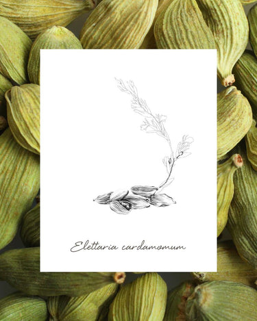 EPC Cardamom Moss Eau de Parfum - Stéle