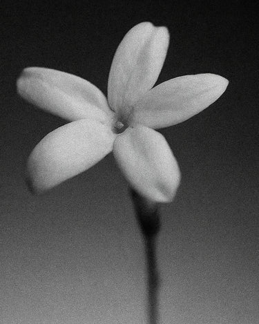 Moco Discovery Set - Stéle